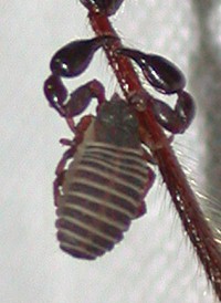 Wyochernes sp.